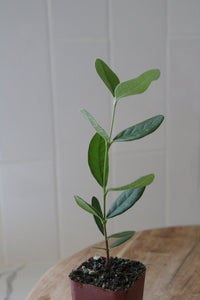 Pineapple Guava – Evergreen Fruiting Starter Plant