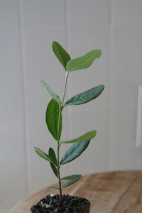 Pineapple Guava – Evergreen Fruiting Starter Plant