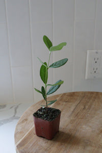 Pineapple Guava – Evergreen Fruiting Starter Plant