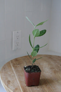 Pineapple Guava – Evergreen Fruiting Starter Plant