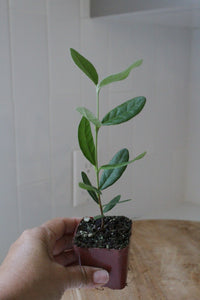 Pineapple Guava – Evergreen Fruiting Starter Plant