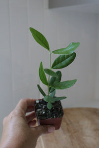 Pineapple Guava – Evergreen Fruiting Starter Plant