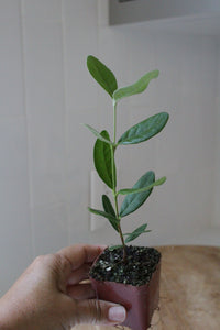 Pineapple Guava – Evergreen Fruiting Starter Plant