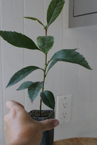 Bronze Loquat – Evergreen Ornamental Starter Tree