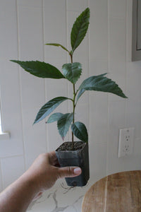 Bronze Loquat – Evergreen Ornamental Starter Tree