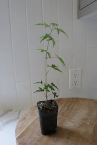 Maple Tree – Ornamental Garden Starter Tree