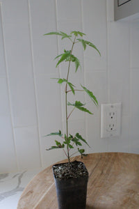 Maple Tree – Ornamental Garden Starter Tree