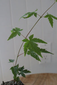 Maple Tree – Ornamental Garden Starter Tree