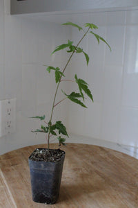 Maple Tree – Ornamental Garden Starter Tree