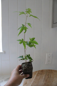 Maple Tree – Ornamental Garden Starter Tree