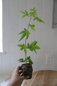 Maple Tree – Ornamental Garden Starter Tree