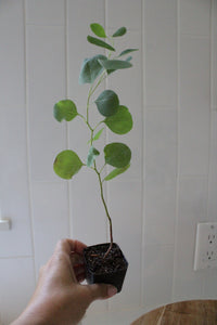 Silver Dollar Eucalyptus – Fragrant Bonsai Starter Tree