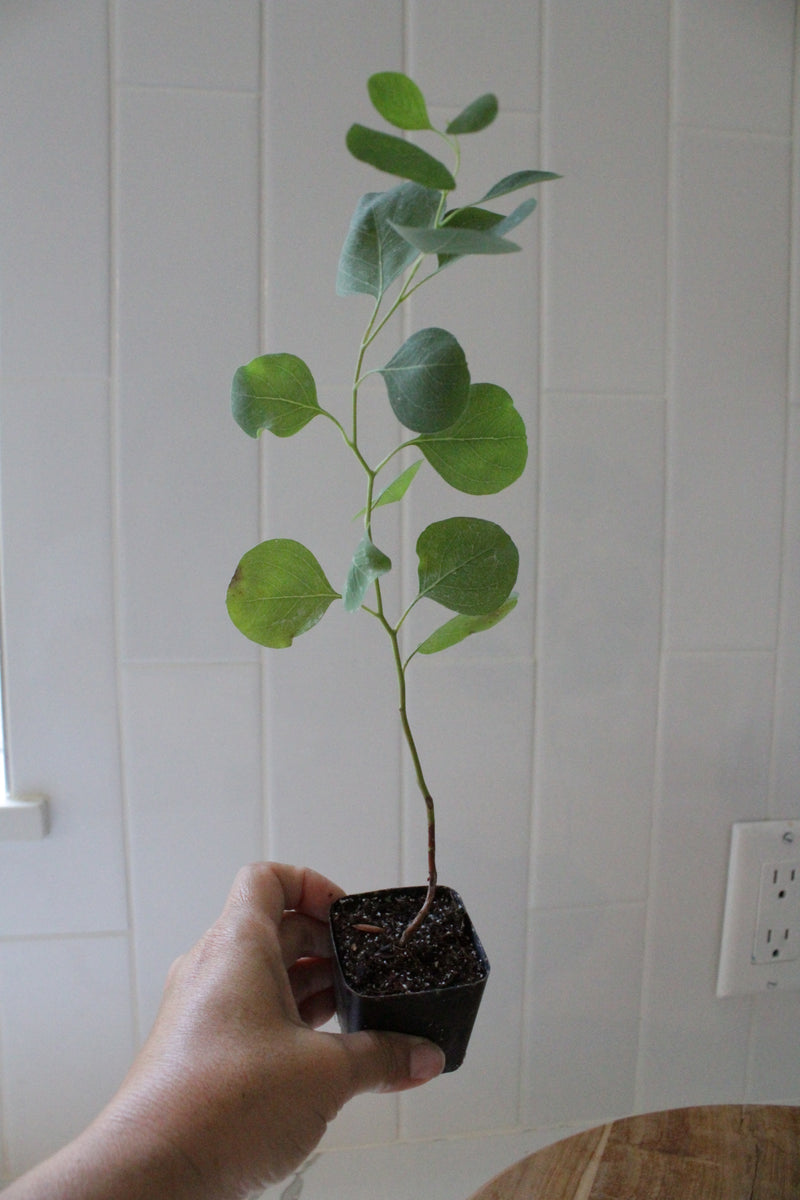 Silver Dollar Eucalyptus – Fragrant Bonsai Starter Tree