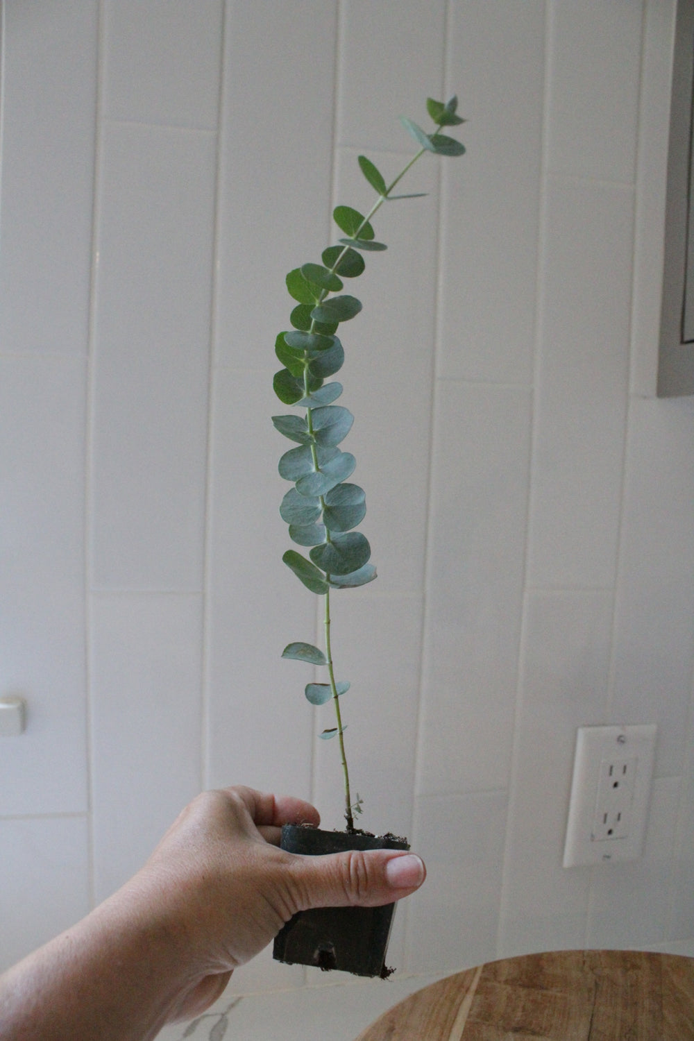 Spiral Gray Eucalyptus – Fragrant Evergreen Starter Tree