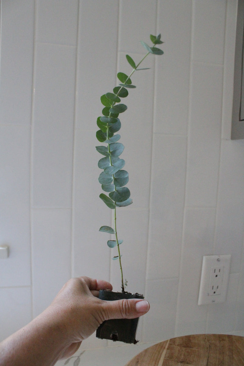 Spiral Gray Eucalyptus – Fragrant Evergreen Starter Tree