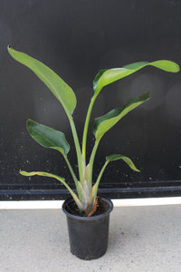 Bird of Paradise White (Strelitzia Nicolai) – Tropical Houseplant (1 Gallon)