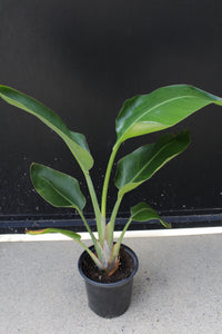 Bird of Paradise White (Strelitzia Nicolai) – Tropical Houseplant (1 Gallon)