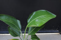 Bird of Paradise White (Strelitzia Nicolai) – Tropical Houseplant (1 Gallon)