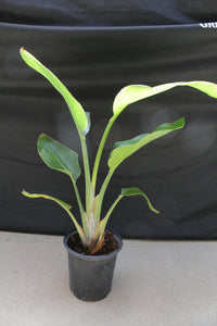 Bird of Paradise White (Strelitzia Nicolai) – Tropical Houseplant (1 Gallon)