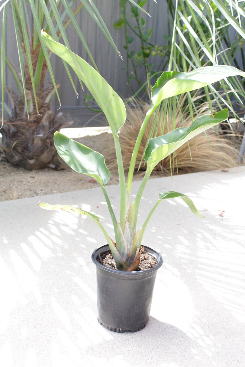Bird of Paradise White (Strelitzia Nicolai) – Tropical Houseplant (1 Gallon)