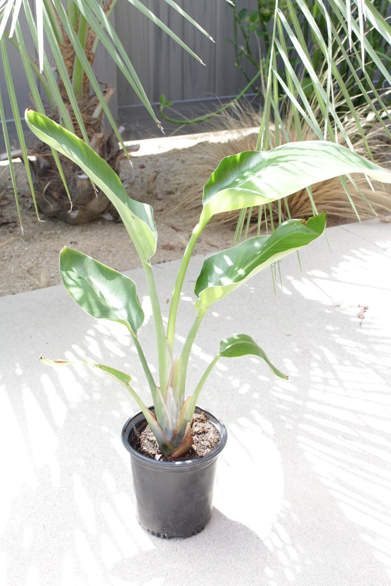 Bird of Paradise White (Strelitzia Nicolai) – Tropical Houseplant (1 Gallon)