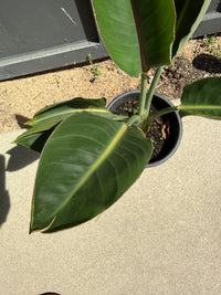 Bird of Paradise (Strelitzia Reginae) – Tropical Houseplant (1 Gallon)