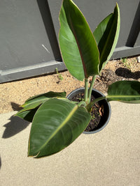 Bird of Paradise (Strelitzia Reginae) – Tropical Houseplant (1 Gallon)