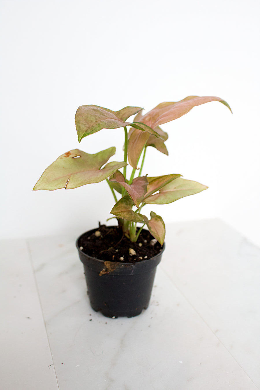 Syngonium Pink Perfection | Mini Indoor House Plant | 2 inch Pot Starter Plant | Pink Plant