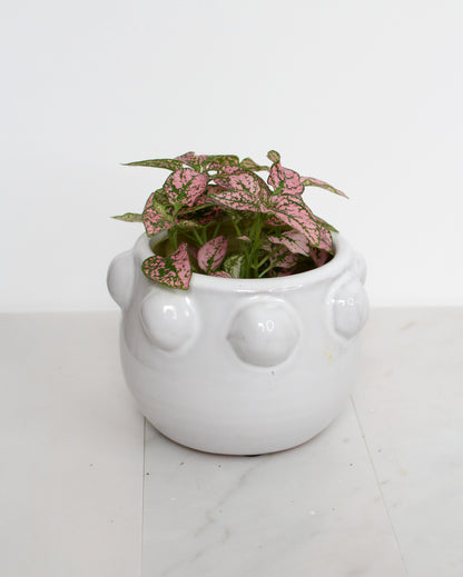 Fem Rosa Pot