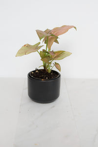 Kendall Black Pot