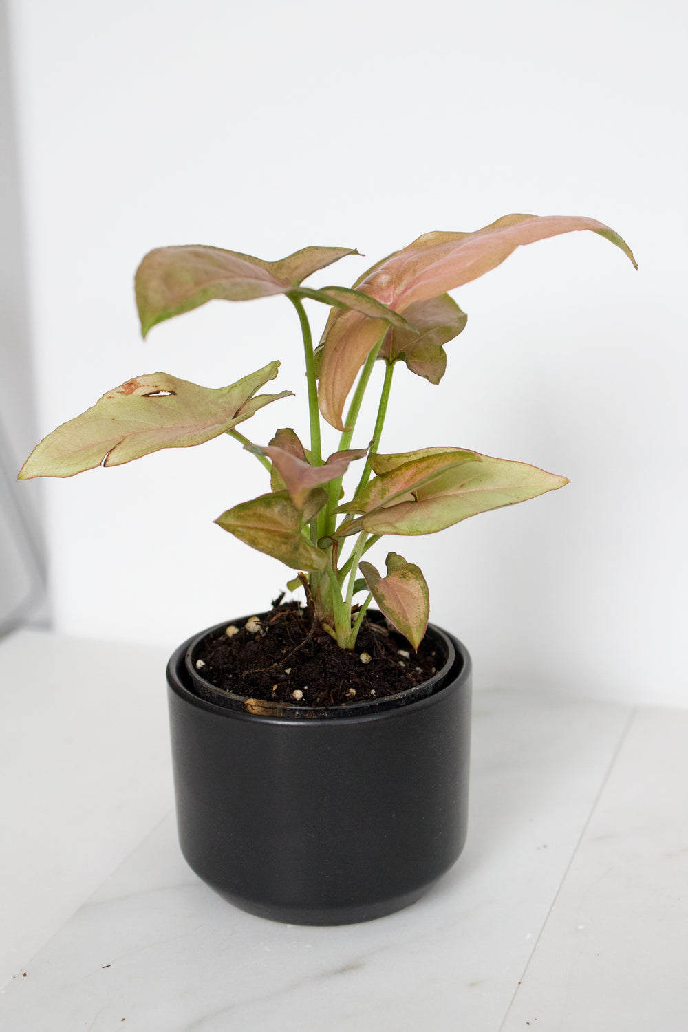 Kendall Black Pot