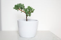 Malibu Pot