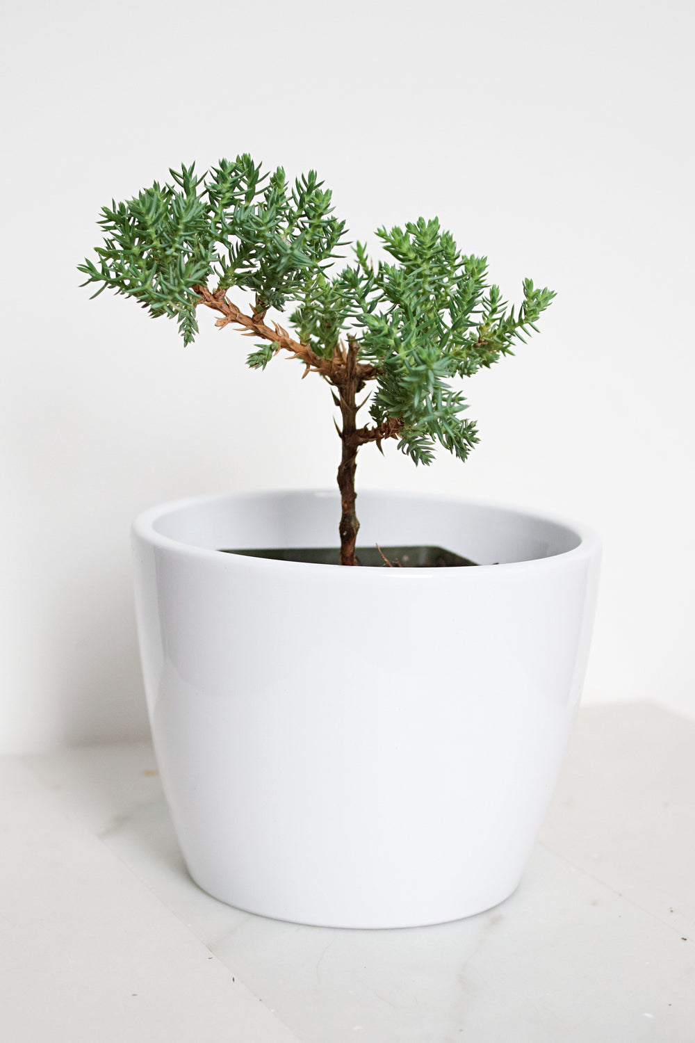 Malibu Pot