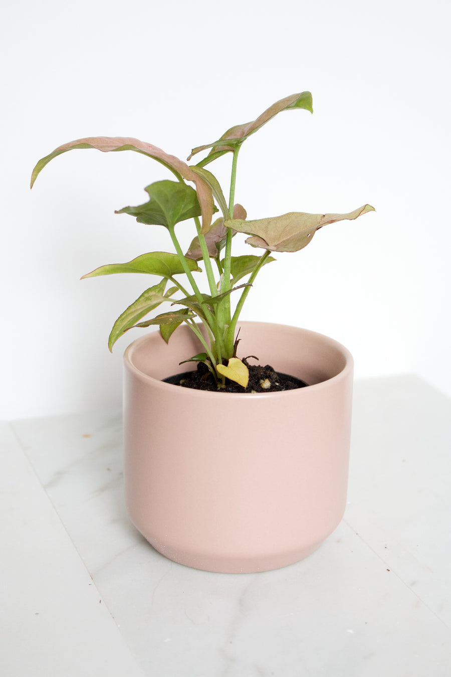 Syngonium Pink Perfection | Mini Indoor House Plant | 2 inch Pot Starter Plant | Pink Plant