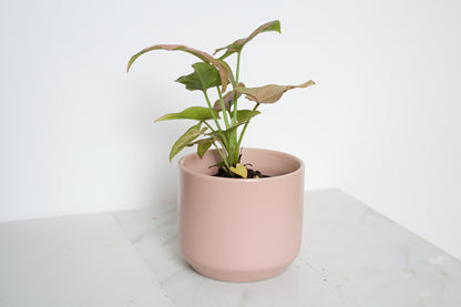 Kendall Pink Pot