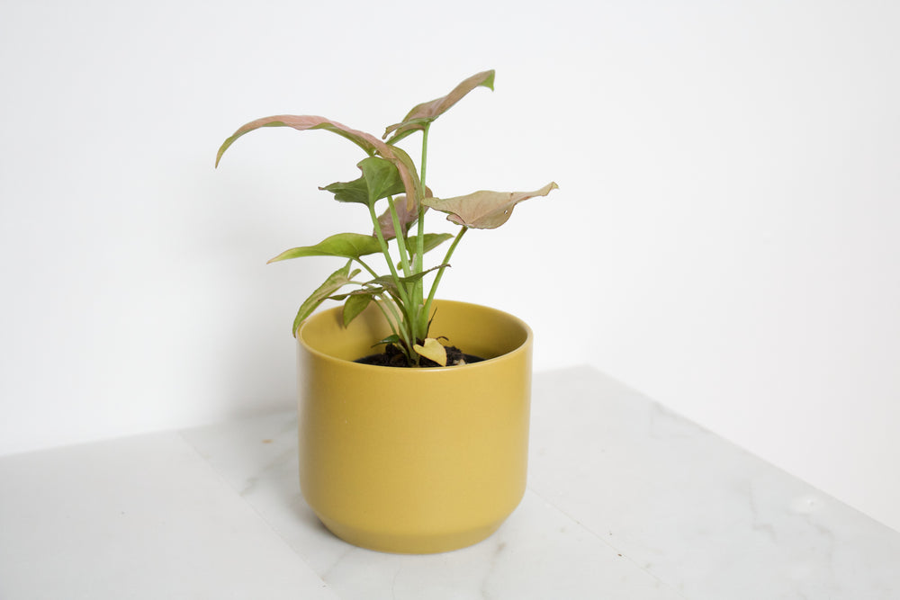 Kendall Yellow Pot
