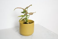 Kendall Yellow Pot