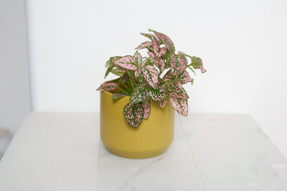 Kendall Yellow Pot