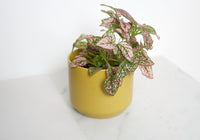 Kendall Yellow Pot