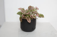 Kendall Black Pot