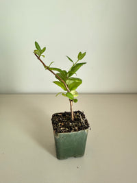 White Honeysuckle Vine – Fragrant Climbing Plant for Garden & Trellis