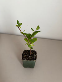 White Honeysuckle Vine – Fragrant Climbing Plant for Garden & Trellis