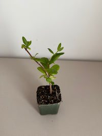 White Honeysuckle Vine – Fragrant Climbing Plant for Garden & Trellis