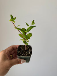 White Honeysuckle Vine – Fragrant Climbing Plant for Garden & Trellis
