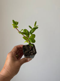White Honeysuckle Vine – Fragrant Climbing Plant for Garden & Trellis