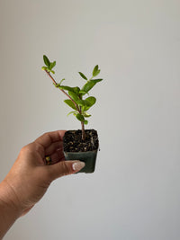 White Honeysuckle Vine – Fragrant Climbing Plant for Garden & Trellis