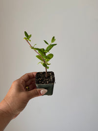 White Honeysuckle Vine – Fragrant Climbing Plant for Garden & Trellis