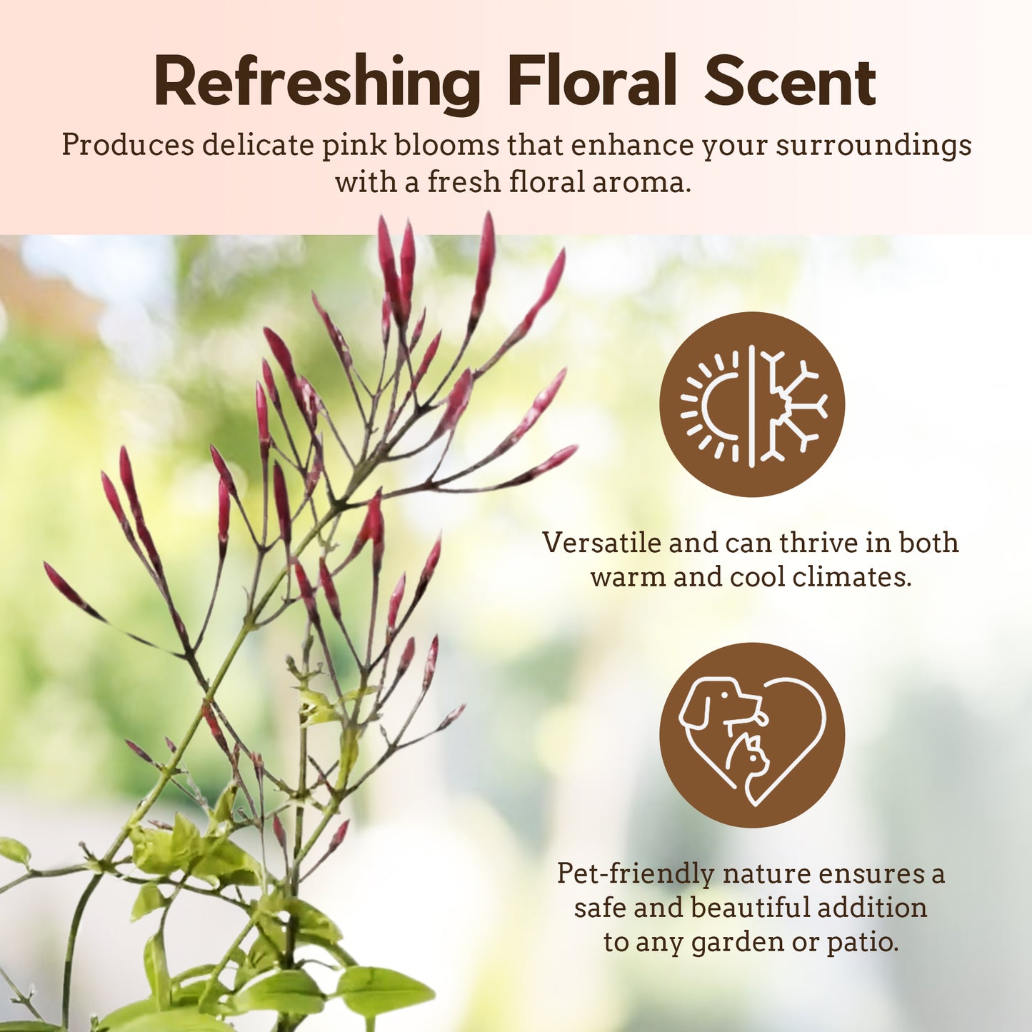 Pink Jasmine Vine - Fragrant Jasminum Polyanthum Starter Plant