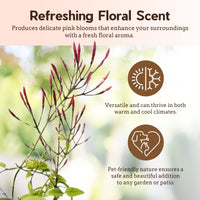 Pink Jasmine Vine - Fragrant Jasminum Polyanthum Starter Plant