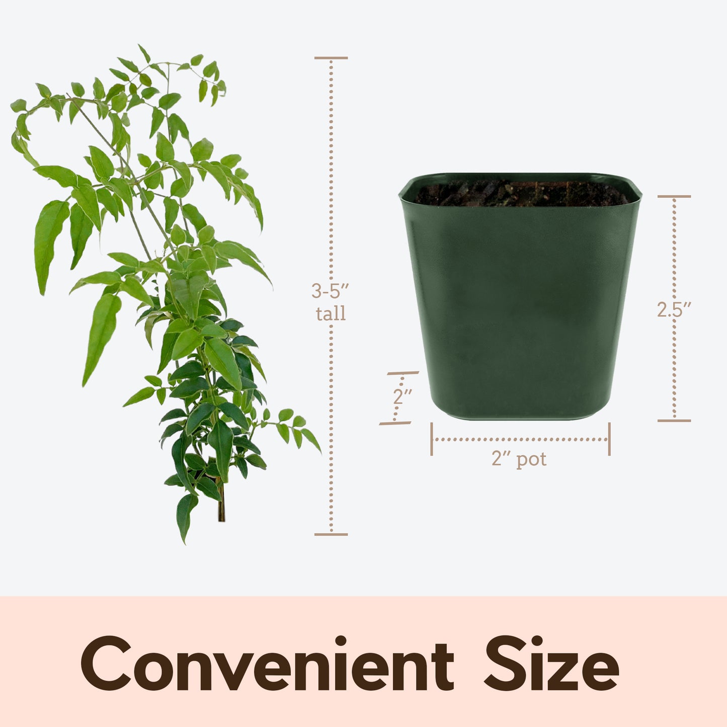 Pink Jasmine Vine - Fragrant Jasminum Polyanthum Starter Plant